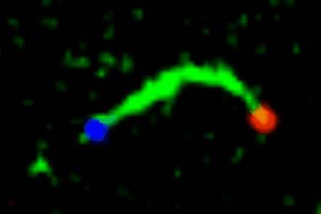 Captured On Video: DNA Nanotubes Build A Bridge Between Two Molecular ...