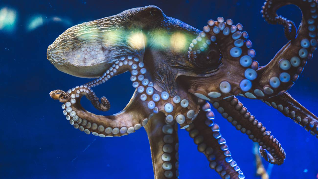 Asocial octopuses on ecstasy just want hugs, scientists say | Hub
