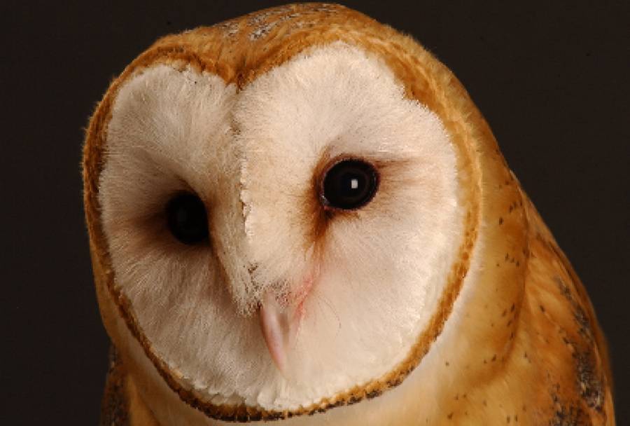 Owls provide clues on how humans focus attention Hub