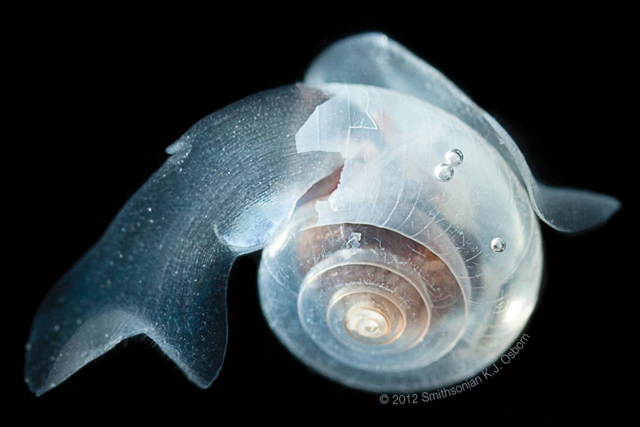 mollusks underwater
