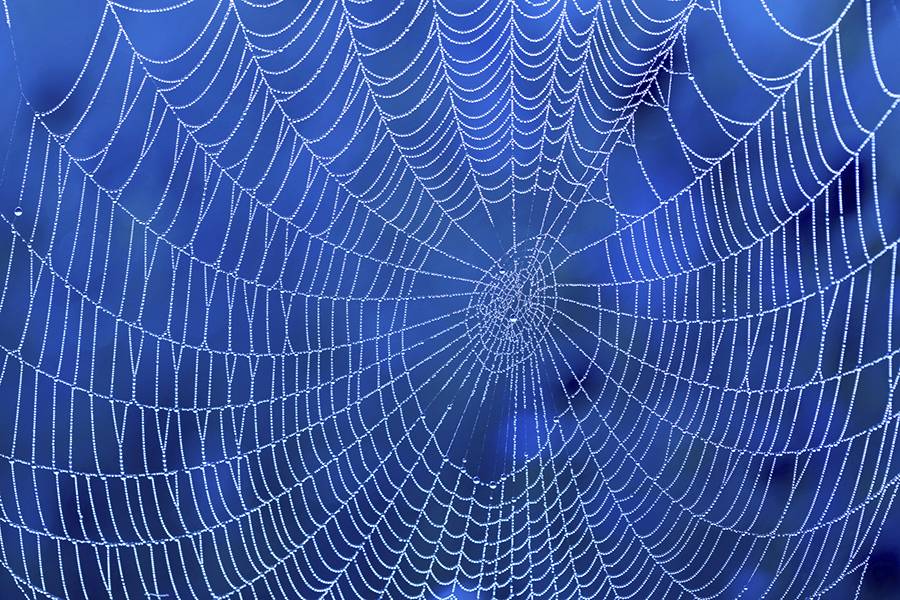 Amazing spider silk: Super-elastic proteins key to spider web's