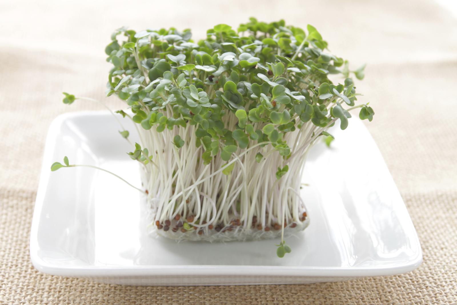 Chemical derived from broccoli sprouts shows promise in treating autism