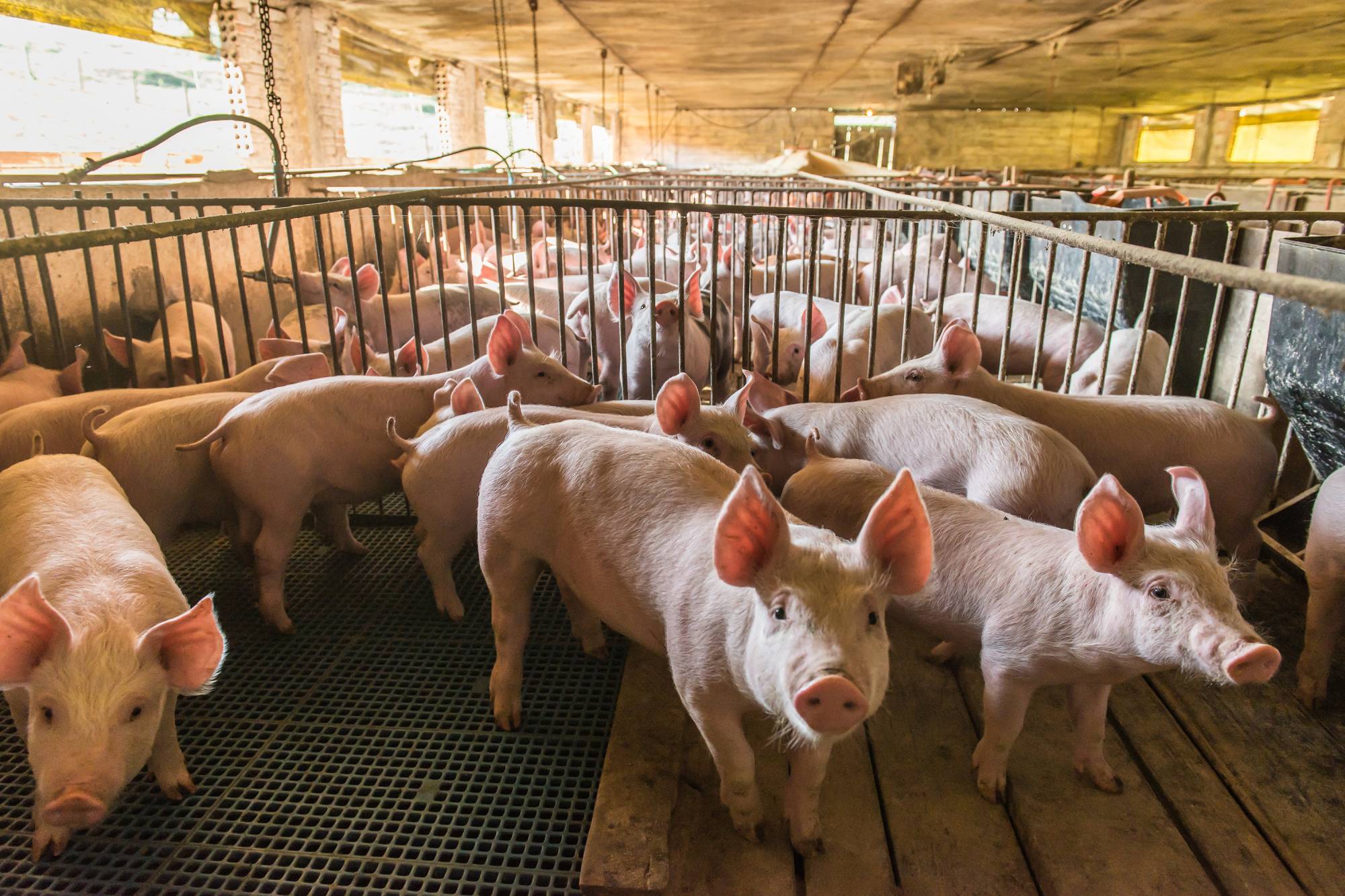 Antibiotic-resistant strains of staph bacteria may be spreading between