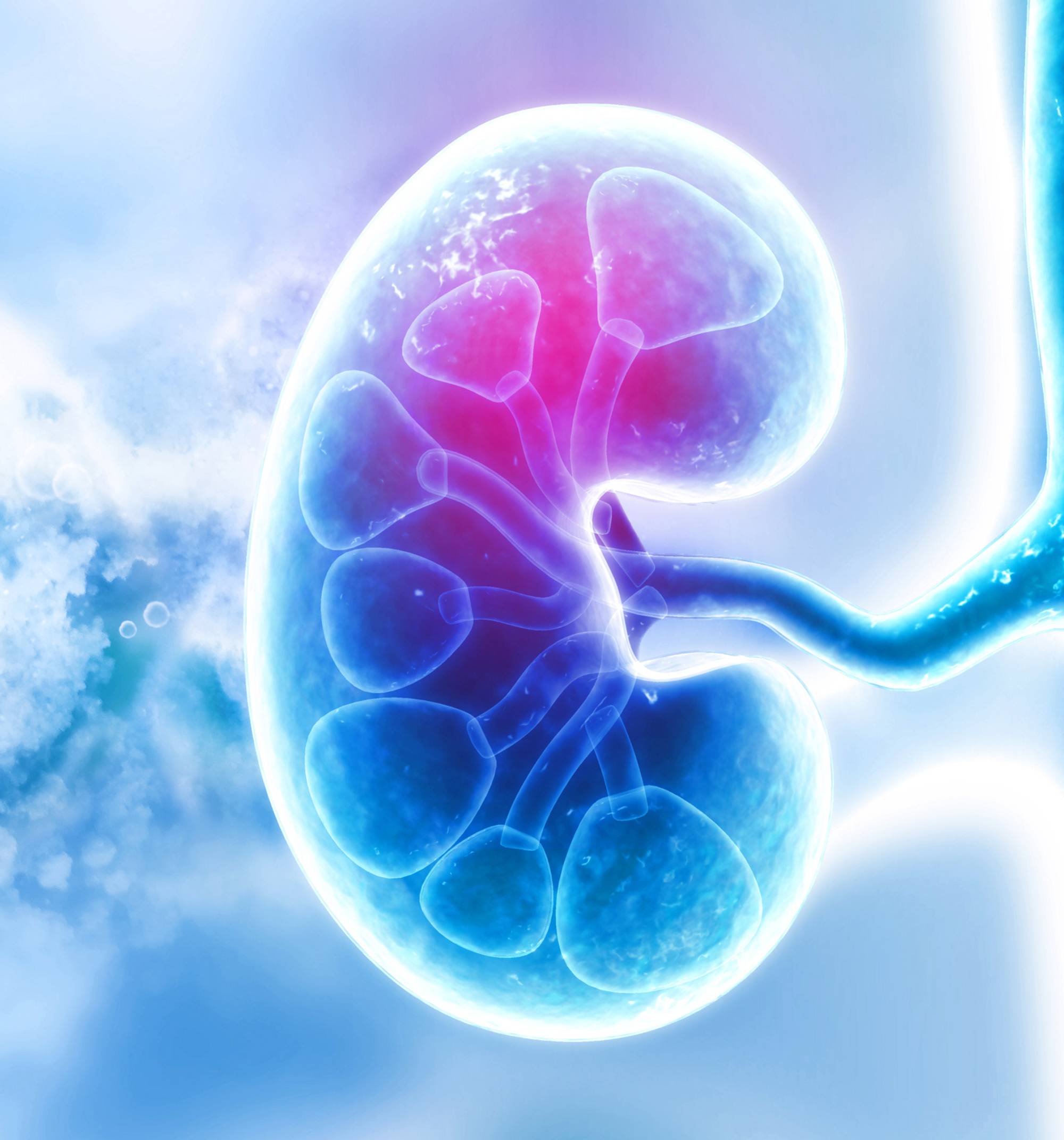 Study reveals that kidney cells don't filter blood, they pump it Hub