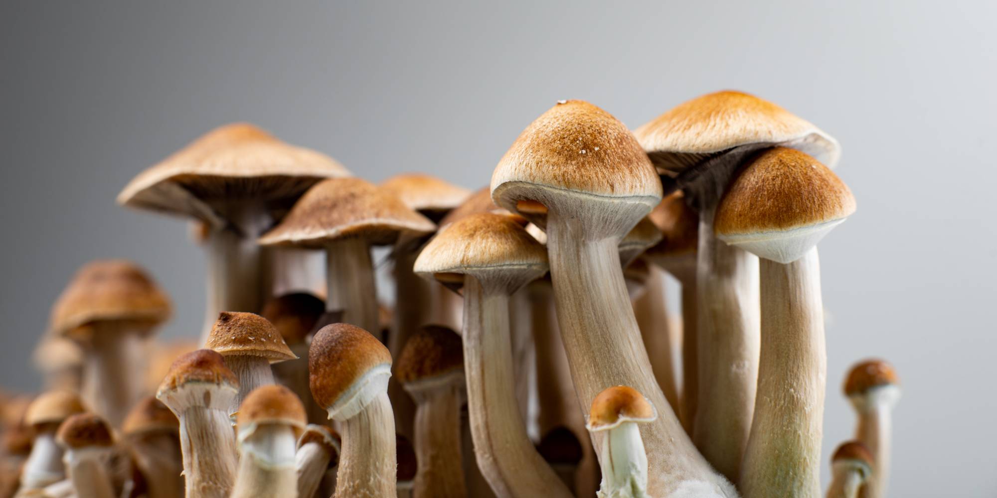 Psychedelic treatment with psilocybin shown to relieve major depression ...