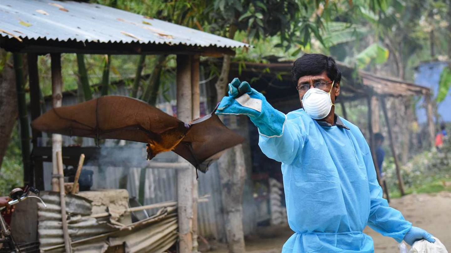 Tracking the Nipah virus | Hub