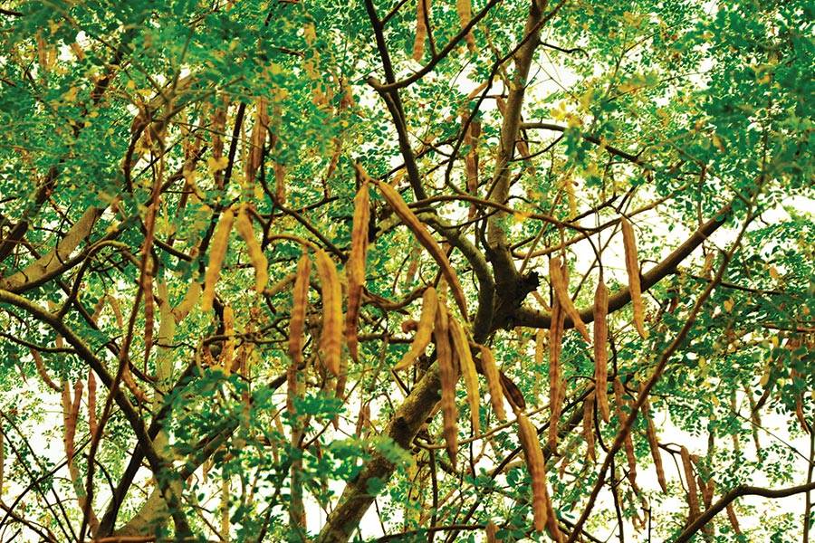 Is the moringa tree the next superfood? | Hub