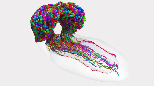 Scientists complete first map of an insect brain | Hub