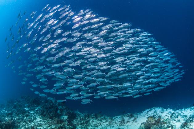 Large school of mackerel in the deep blue see
