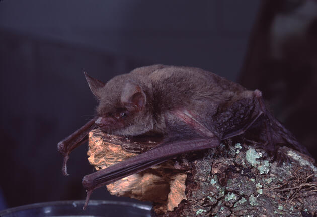 A little brown bat rests on a log