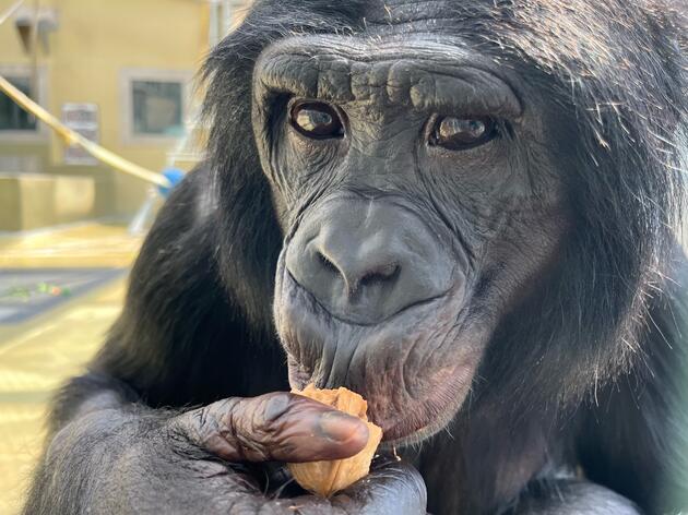 Bonobo eating a nut