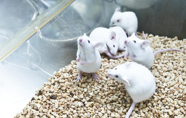 Attentive mice listening for a tone