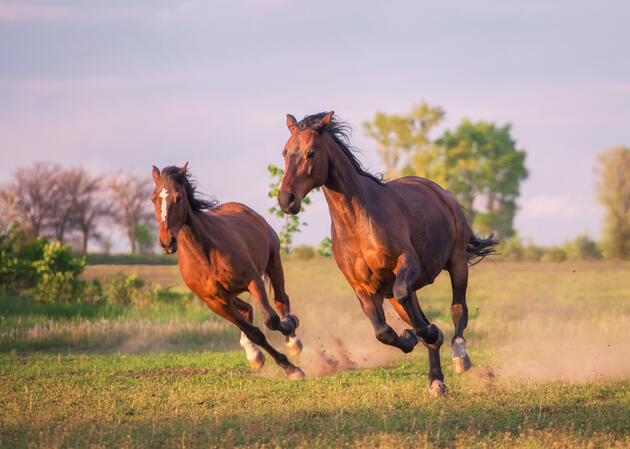 Two brown horses run in a field, their hooves kicking up dirt